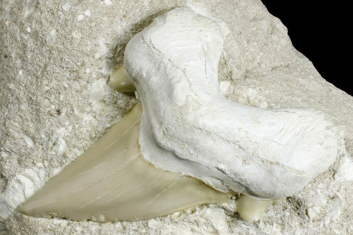 Eocene Otodus Shark Tooth Fossil in Rock - Huge Tooth! #171289